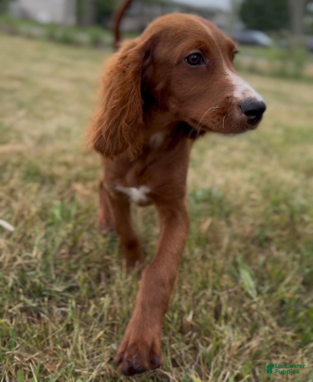 Irish Doodle dogs for sale: Jasper - Image 2