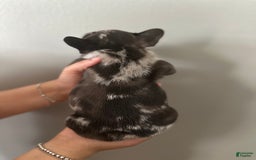French Bulldog dogs for sale: Harley - Image 6