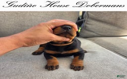 Doberman Pinscher dogs for sale: Orange Collar Female - Image 6