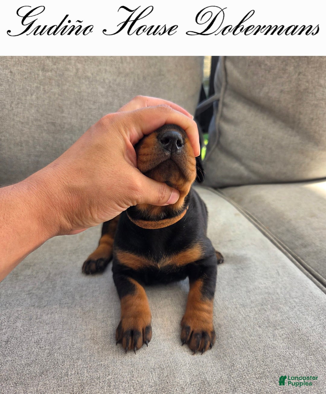 Doberman Pinscher dogs for sale: Orange Collar Female - Image 6