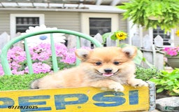 Pomeranian dogs for sale: Carmen - Image 2