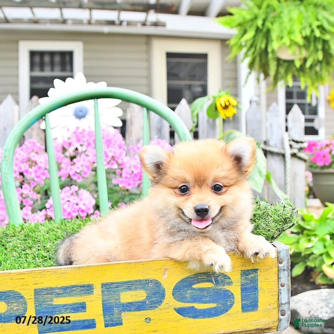 Pomeranian dogs for sale: Carmen - Image 2