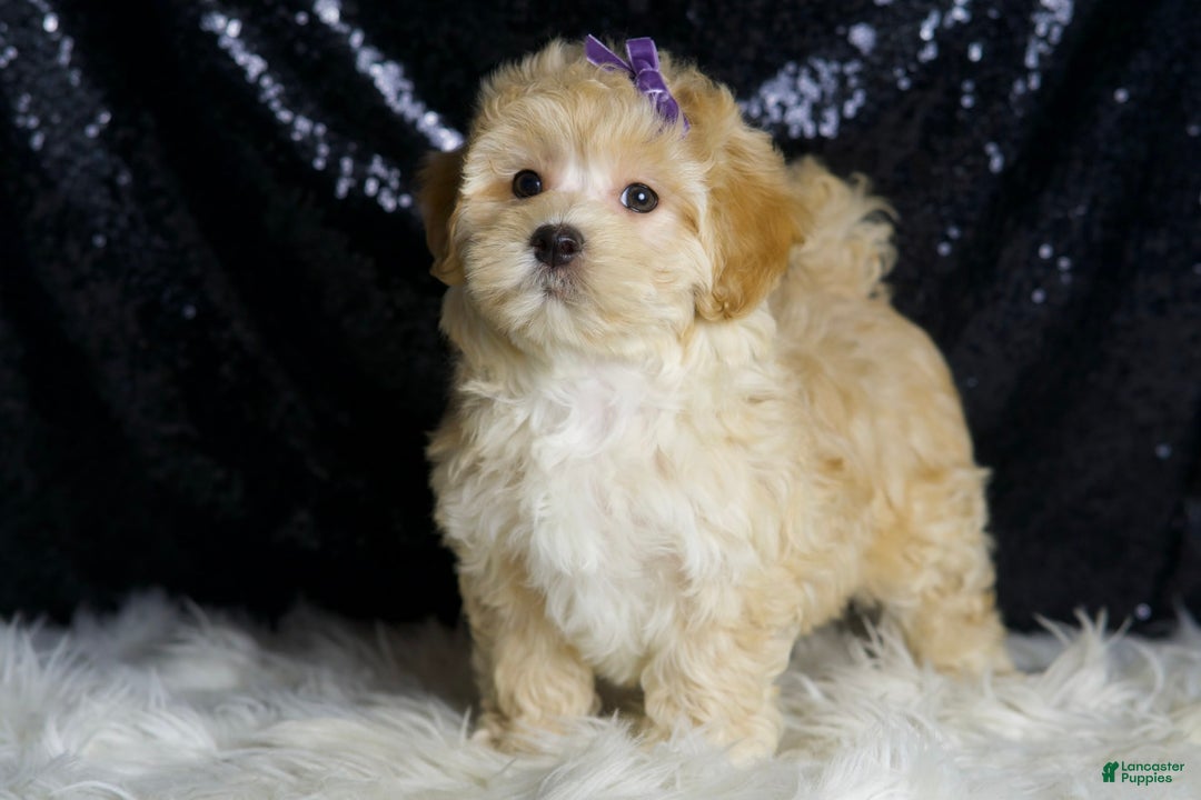 Maltipoo dogs for sale: Maltipoo 4 puppies - Image 4