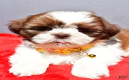 Shih Tzu dogs for sale: Jasper - Image 5