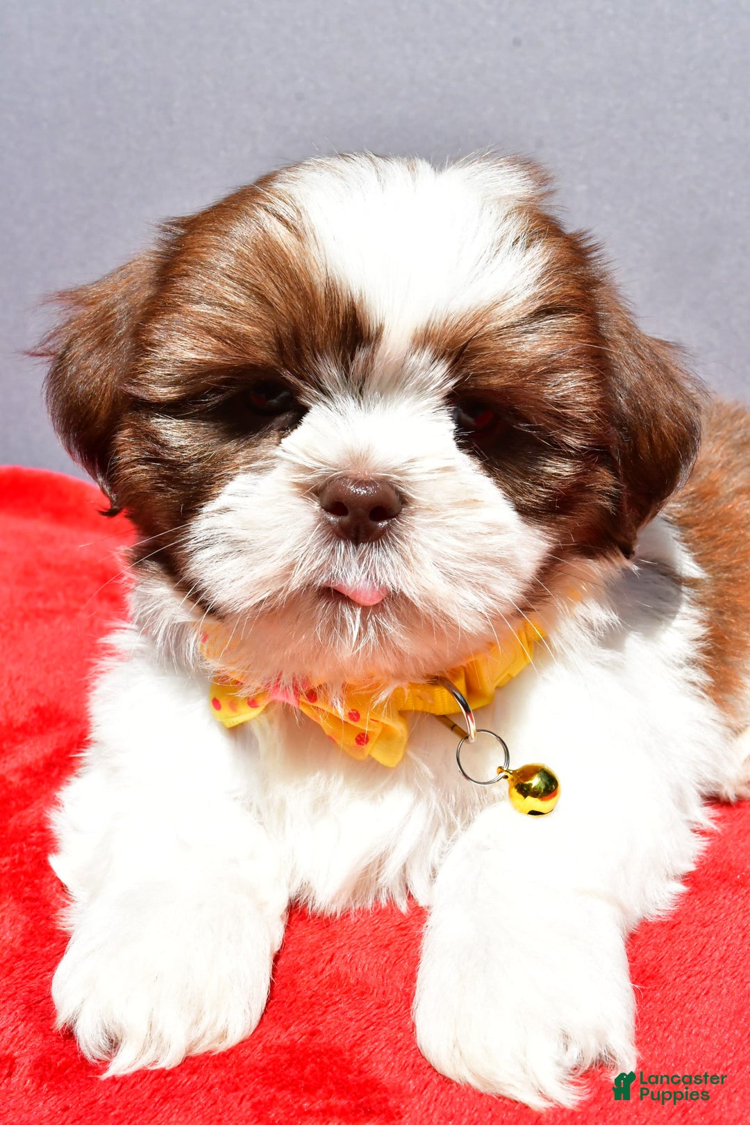 Shih Tzu dogs for sale: Jasper - Image 5