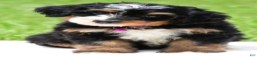 Jodi