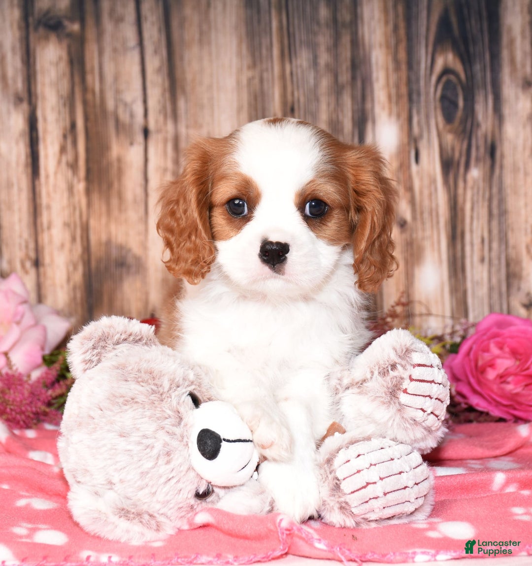 Cavalier King Charles Spaniel dogs for sale: Jude - Image 2
