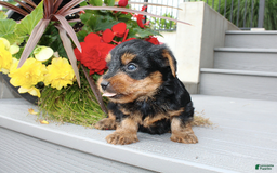 Yorkshire Terrier dogs for sale: Ricky - Image 2