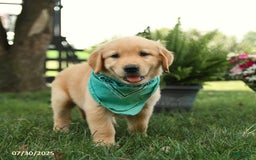 Golden Retriever dogs for sale: Moose - Image 4