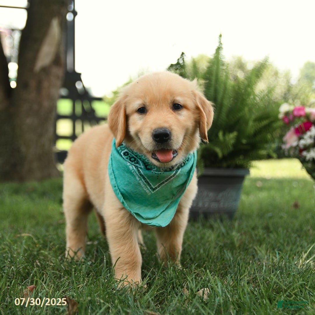 Golden Retriever dogs for sale: Moose - Image 4