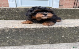 Miniature Poodle dogs for sale: Mela - Image 2