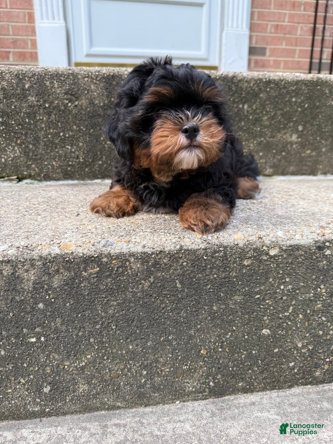 Miniature Poodle dogs for sale: Mela - Image 2