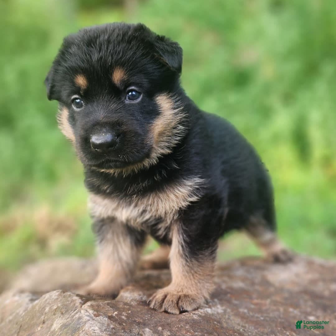 German Shepherd dogs for sale: Kimber - Image 4