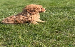 Cavapoo dogs for sale: Bella - Image 8