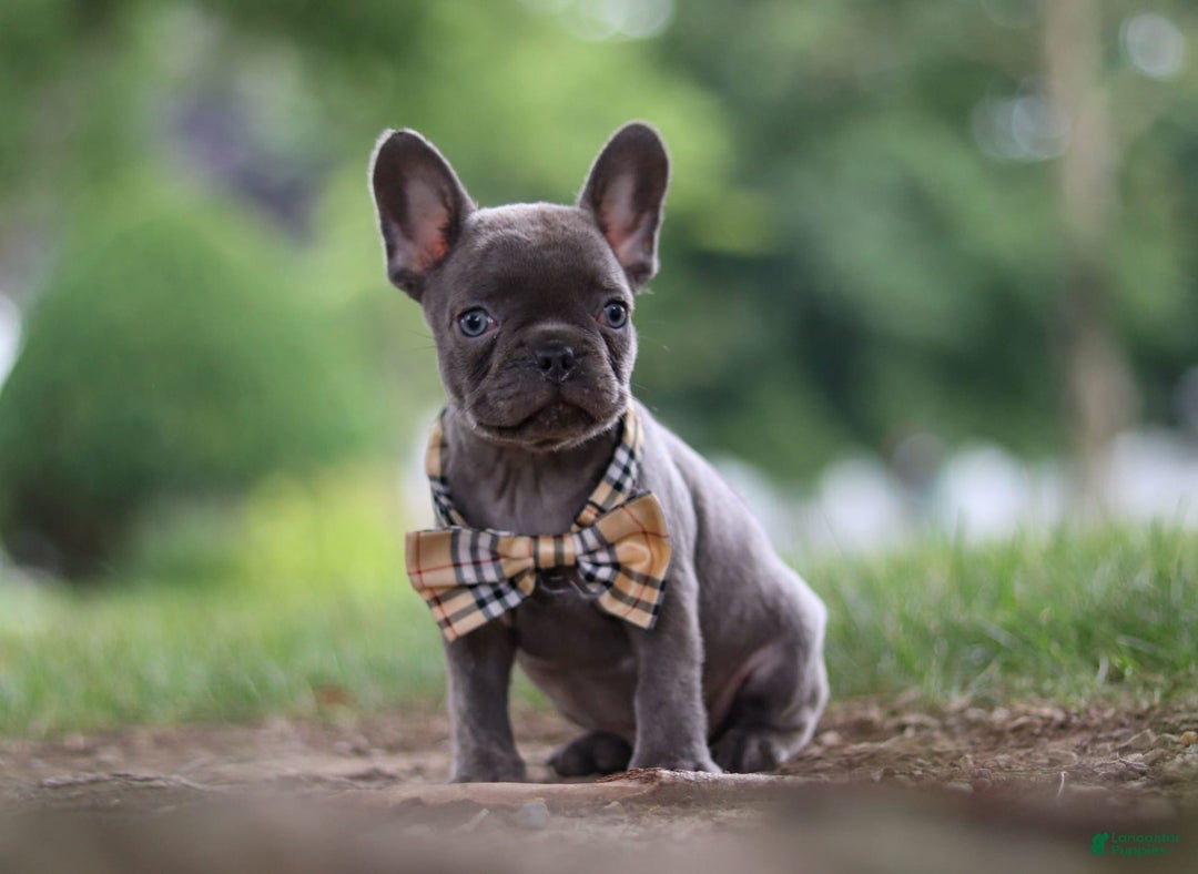 Frenchton dogs for sale: Jacob - Image 5