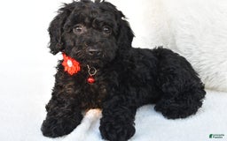 Cockapoo dogs for sale: Addy - Image 1