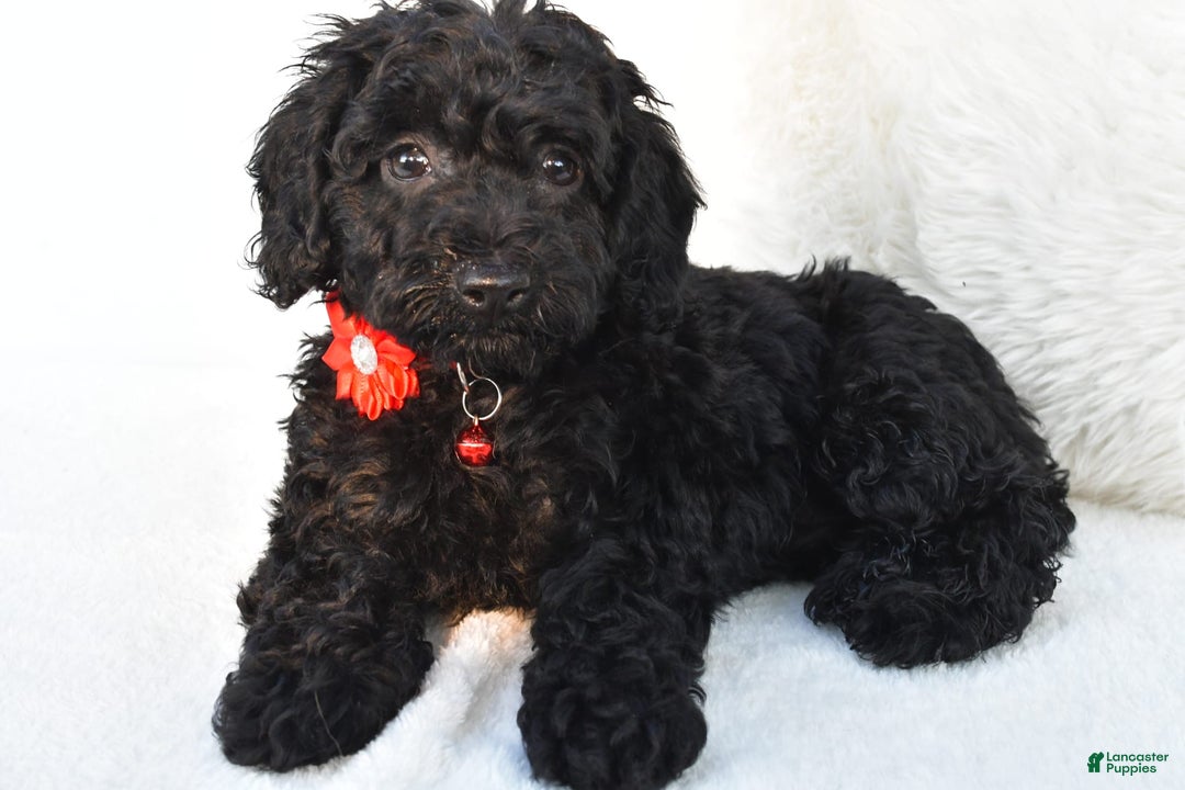 Cockapoo dogs for sale: Addy - Image 1