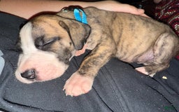 Great Dane dogs for sale: Doodle - Image 9