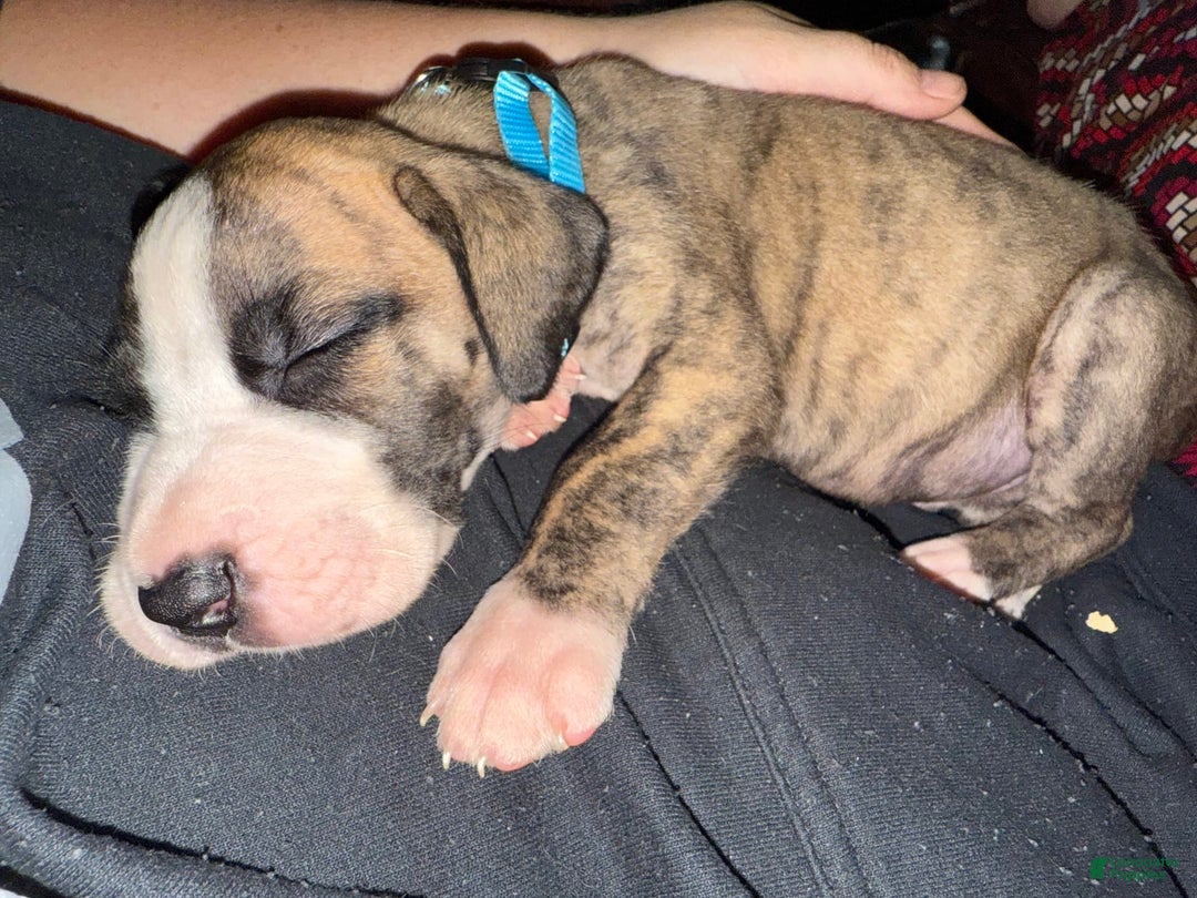 Great Dane dogs for sale: Doodle - Image 9