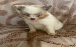 Pomchi dogs for sale: Tommy - Image 3