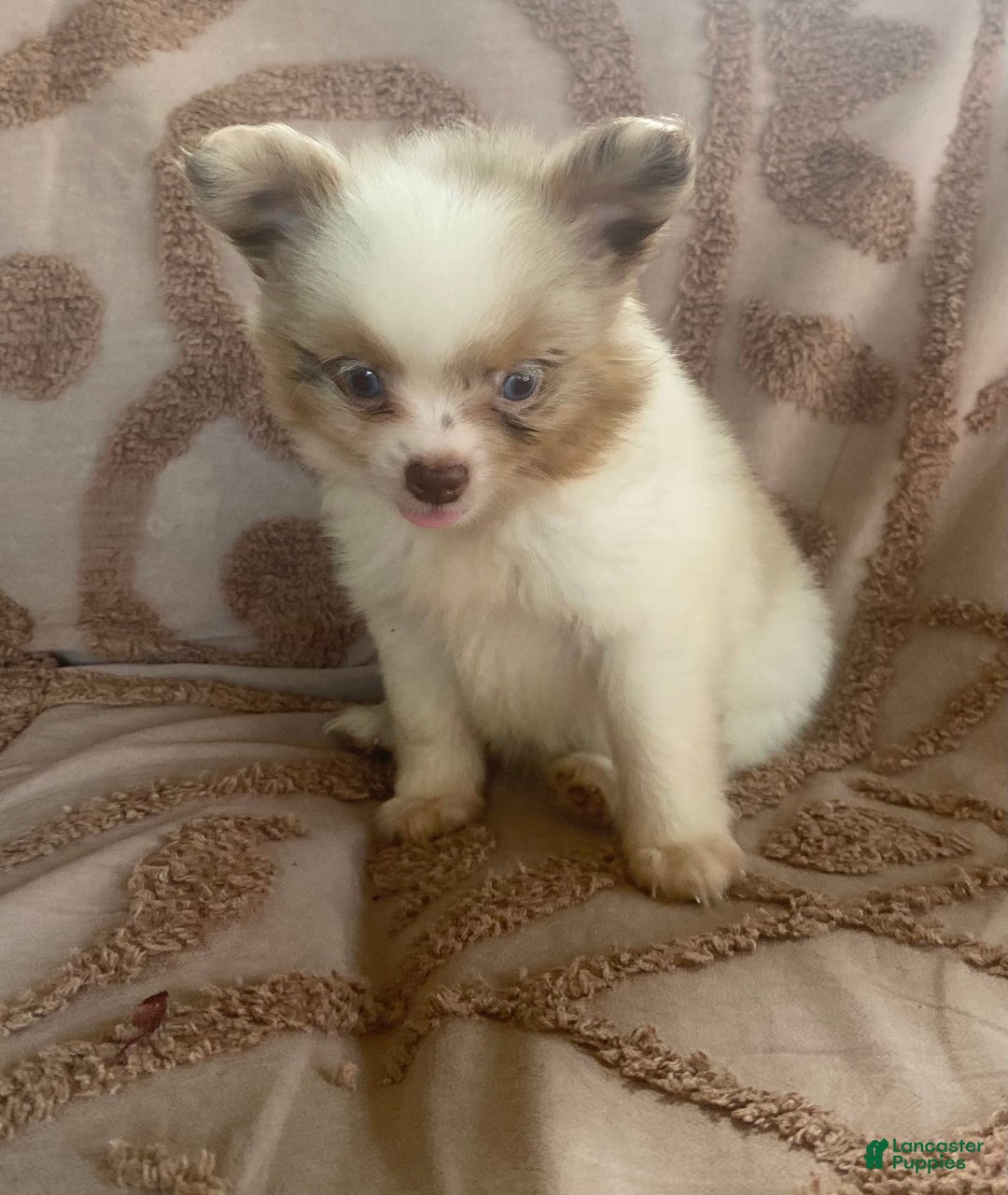 Pomchi dogs for sale: Tommy - Image 3