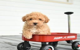 Maltipoo dogs for sale: Rosie - Image 4