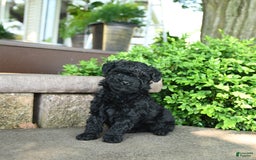 Toy Poodle dogs for sale: Gus - Image 1