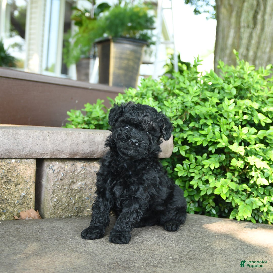 Toy Poodle dogs for sale: Gus - Image 1