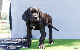 Great Dane dogs for sale: Krista - Image 14