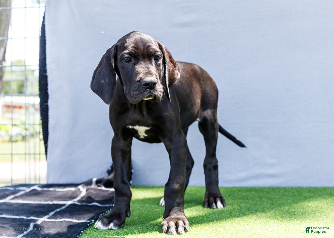 Great Dane dogs for sale: Krista - Image 14