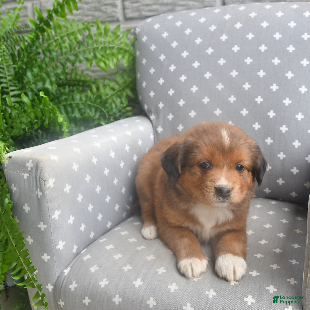 Shiba Inu dogs for sale: Echo - Image 4