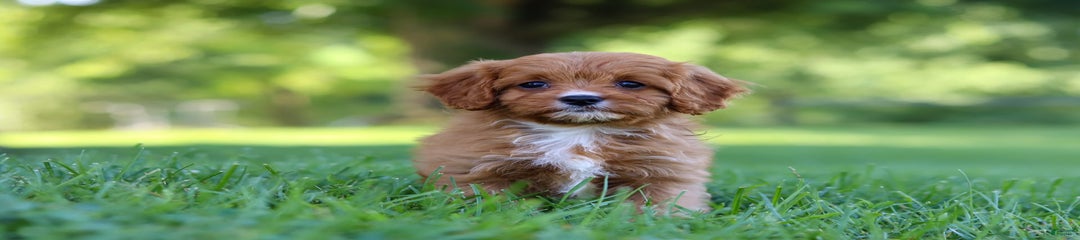 Darla