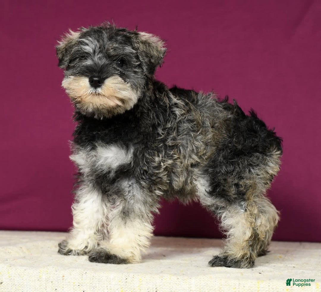 Miniature Schnauzer dogs for sale: Rosemary - Image 5