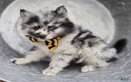 Pomsky dogs for sale: Pepper - Image 1