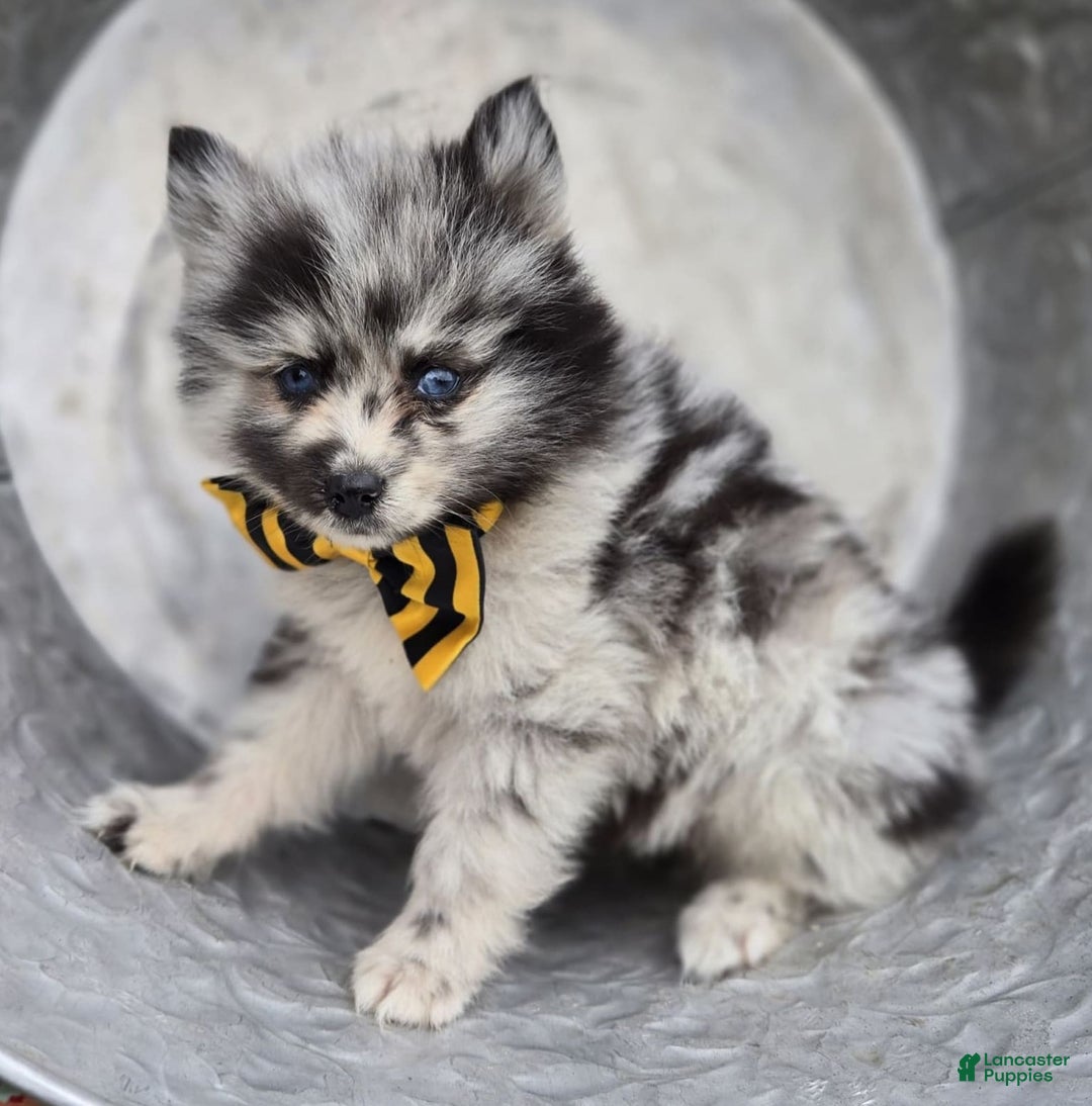 Pomsky dogs for sale: Pepper - Image 1