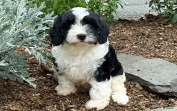 Cavapoo dogs for sale: Cade - Image 11