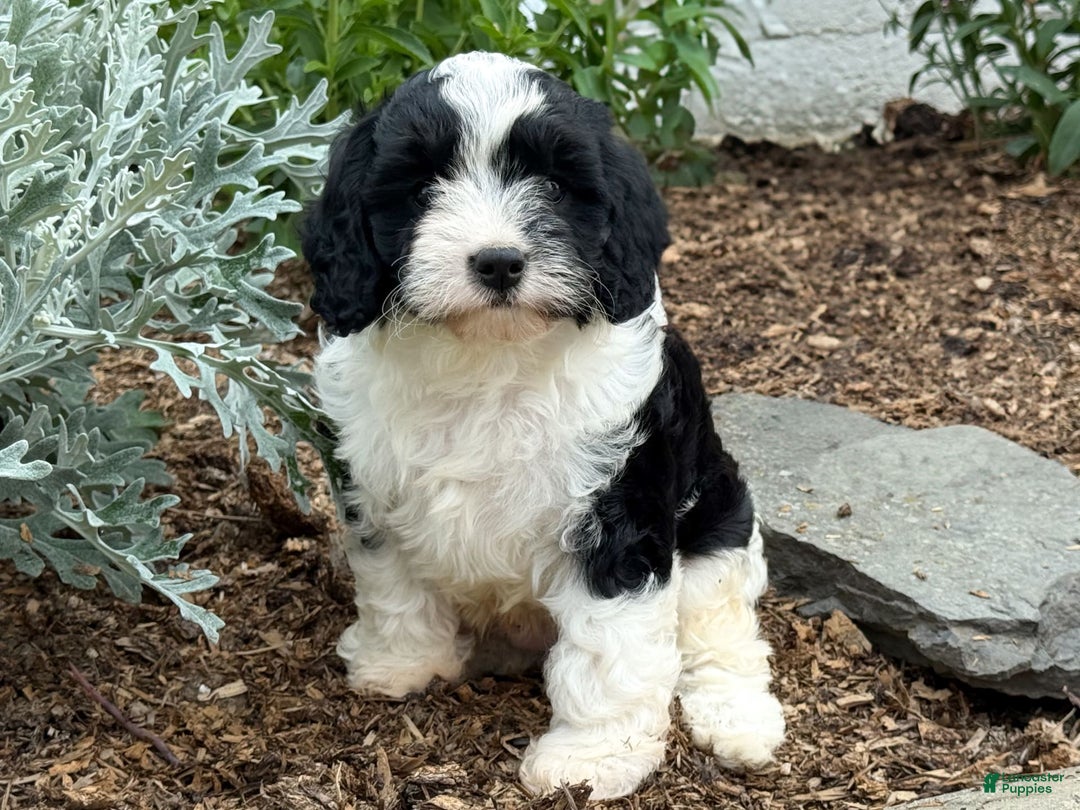 Cavapoo dogs for sale: Cade - Image 11