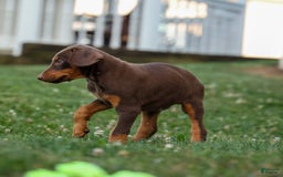 Doberman Pinscher dogs for sale: Dusty - Image 17