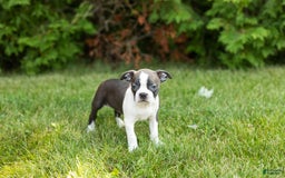 Boston Terrier dogs for sale: Jewel - Image 2