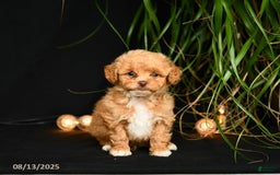Teddy Bear dogs for sale: Reggie - Image 3