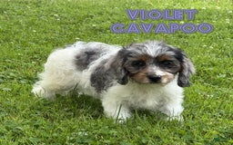 Cavapoo dogs for sale: Violet - Image 1