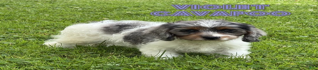 Violet