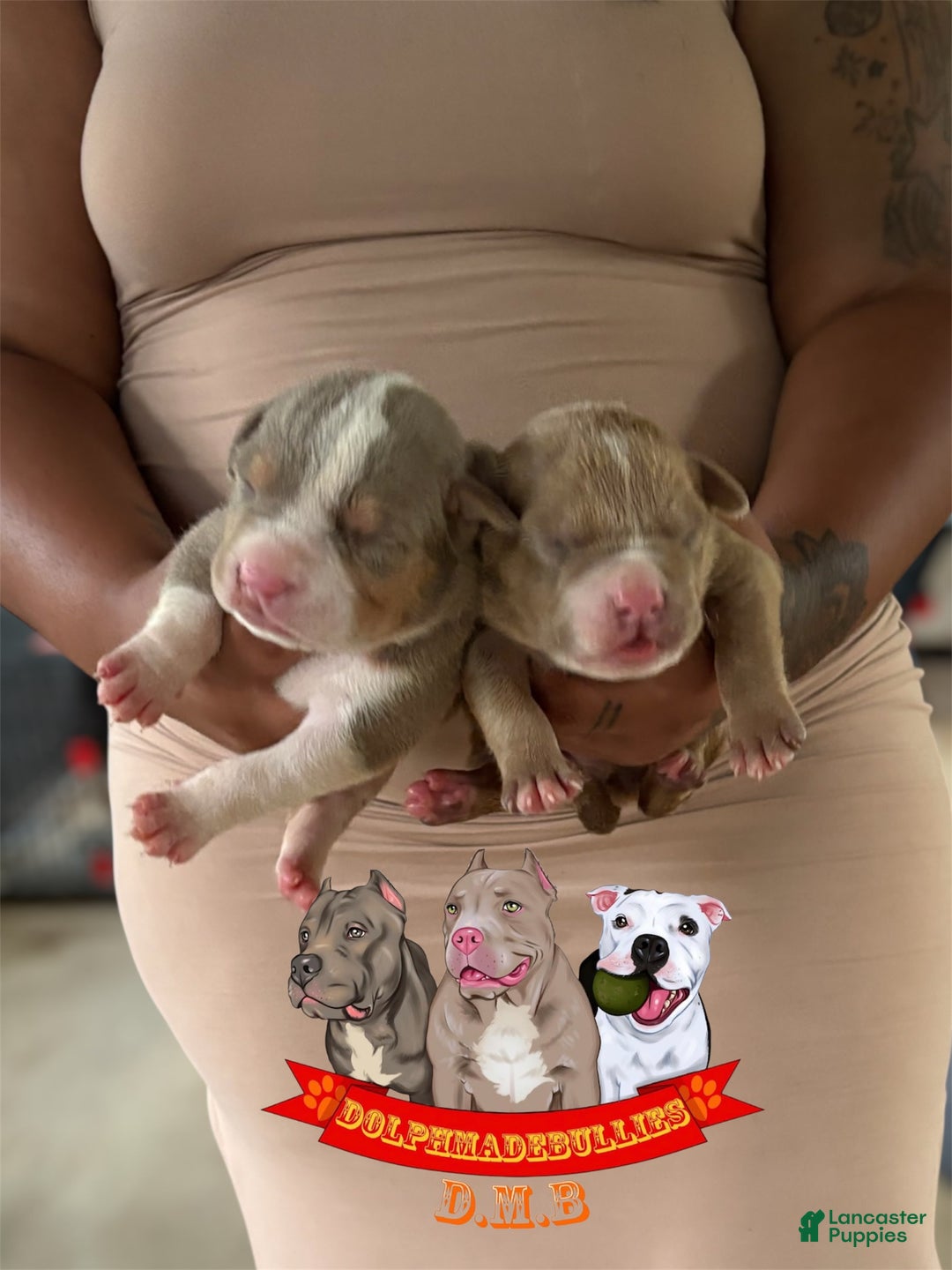 American Bully dogs for sale: American Bully Tri Xl - Image 13