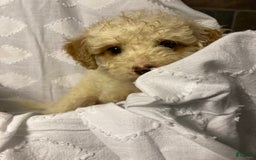 Mini Goldendoodle dogs for sale: Cooper - Image 30