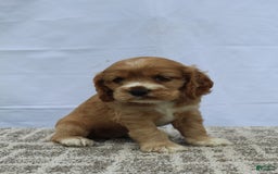 Cocker Spaniel dogs for sale: Summer - Image 5
