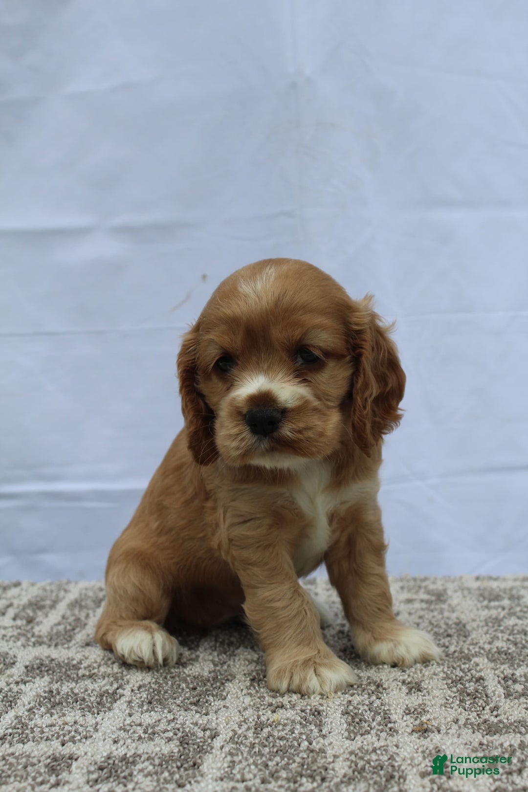 Cocker Spaniel dogs for sale: Summer - Image 5