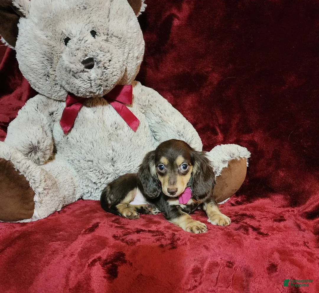 Miniature Dachshund dogs for sale: KISSES - Image 10