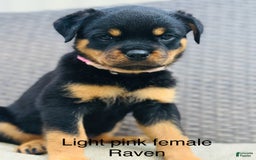 Rottweiler dogs for sale: Pink Collar Female - Image 1