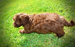 Havapoo dogs for sale: Flower - Image 15