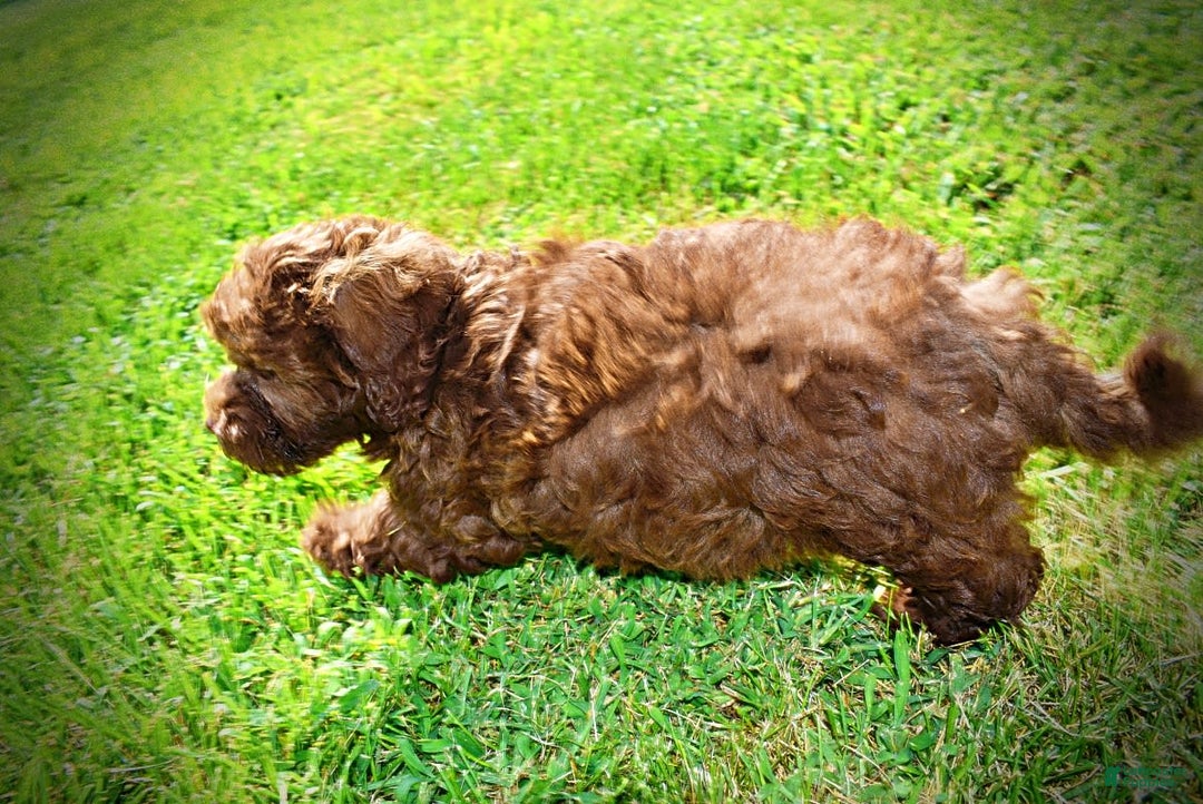 Havapoo dogs for sale: Flower - Image 15